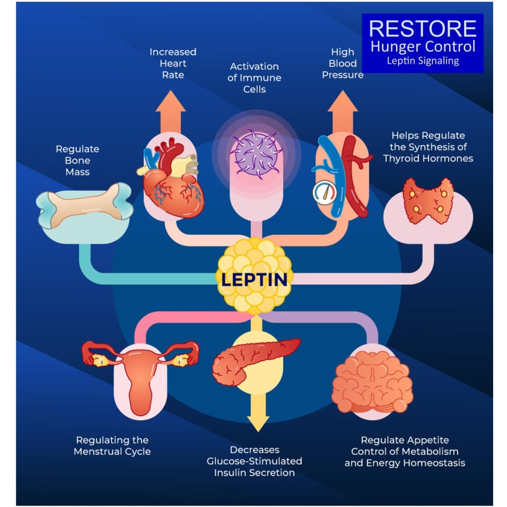 Leptin signaling and its control in stress eating