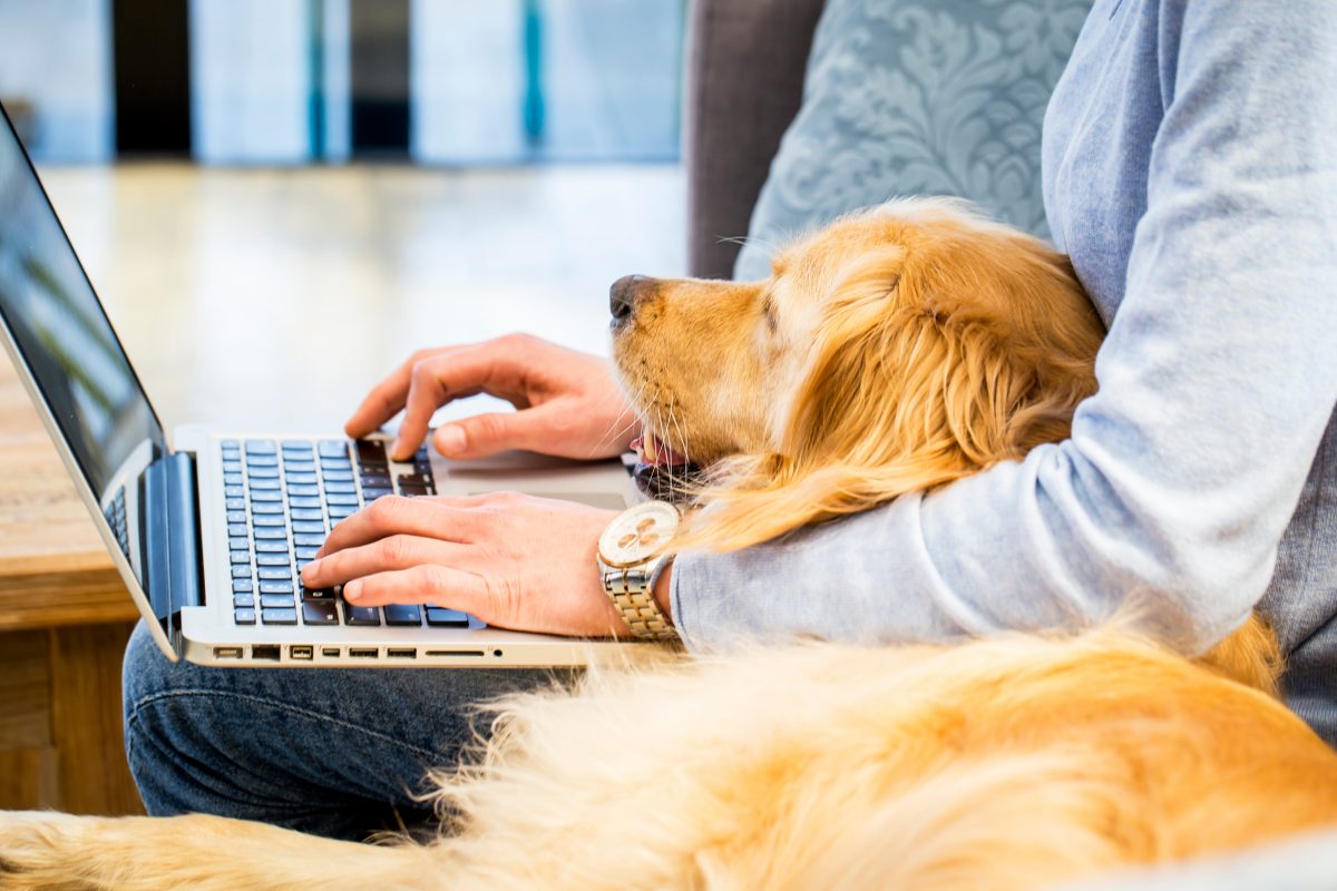 Are Electromagnetic Frequencies (EMF’s) Dangerous to your Pets?